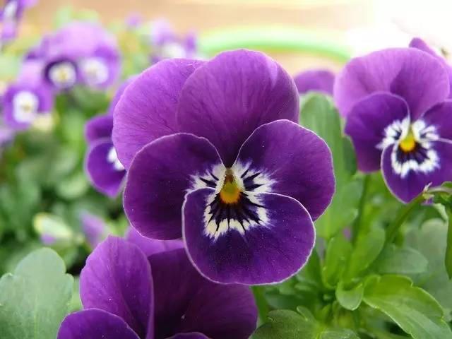 <a href='https://www.lvbad.com/caohuazhongzi/1618.html' target='_blank'>三色堇</a>怎么样，<a href='https://www.lvbad.com/caohuazhongzi/1618.html' target='_blank'>三色堇</a>的价值