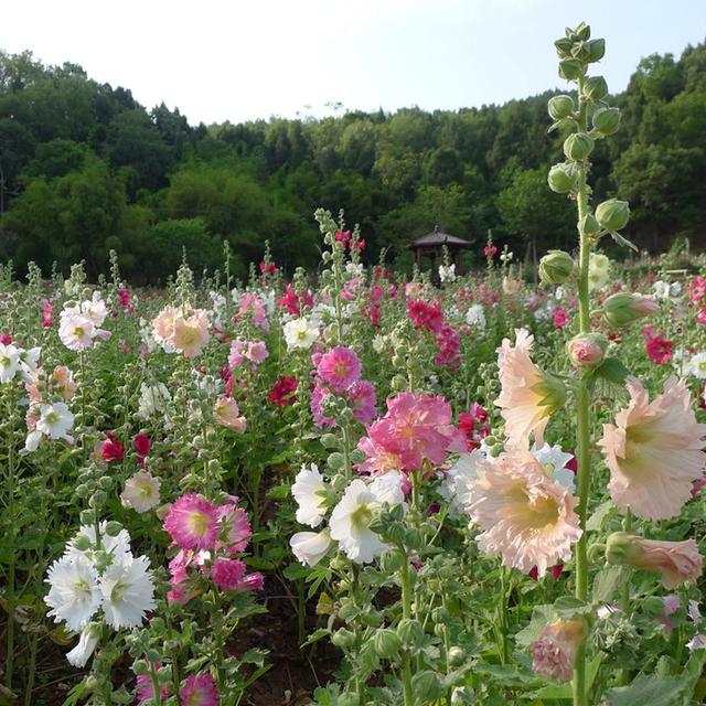 <a href='https://www.lvbad.com/caohuazhongzi/1625.html' target='_blank'>蜀葵</a>怎么种植，怎么养护