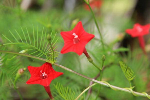 茑萝 五角星花 的养护和品种介绍 花卉百科 绿宝园林