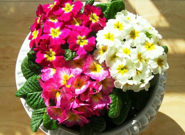 著名的冬季盆花——<a href='https://www.lvbad.com/caohuazhongzi/1605.html' target='_blank'>欧洲报春</a>