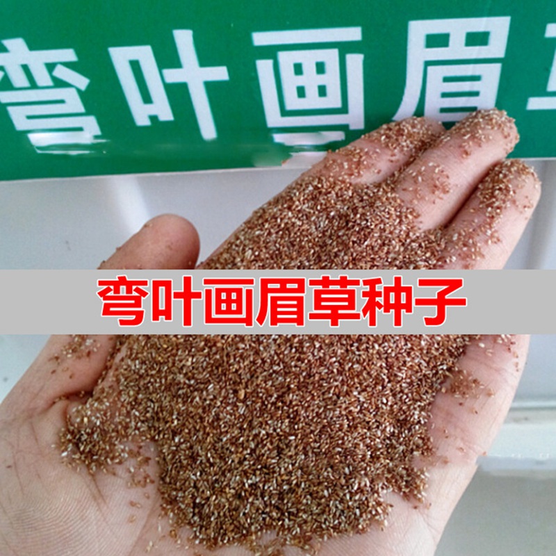 å¼¯å¶ç»çè