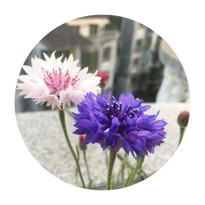 <a href='https://www.lvbad.com/caohuazhongzi/1624.html' target='_blank'>矢车菊</a>