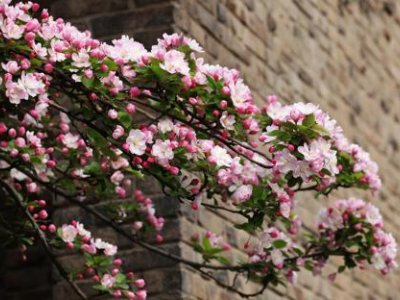 有什么花树是适合东北庭院种植的？