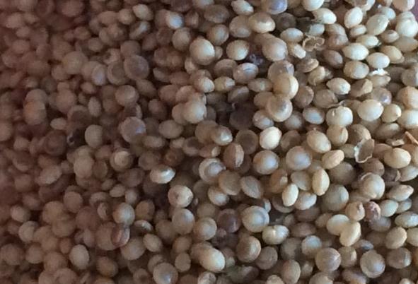 美国籽粒苋种子什么时候播种,多少钱一斤