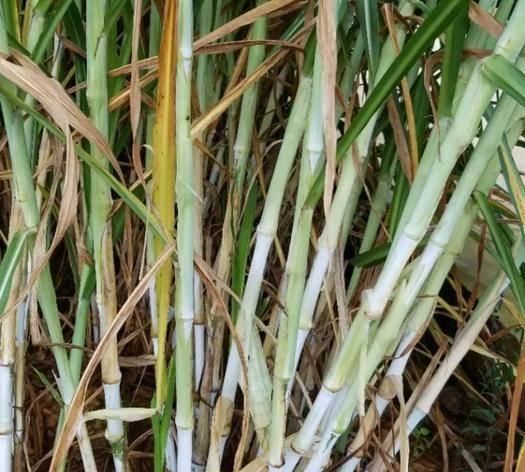皇竹草到底有没有种子，网上卖的皇竹草种子能买吗？