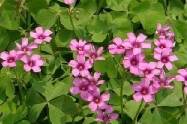 <a href='https://www.lvbad.com/caopingzhongzi/1669.html' target='_blank'>红三叶</a>草