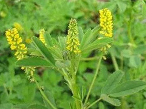 优质牧草<a href='https://www.lvbad.com/' target='_blank'>种子</a>——草木樨