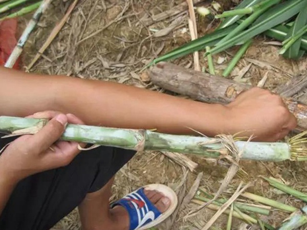竹鼠粗粮—皇竹草种植方法与播种技术