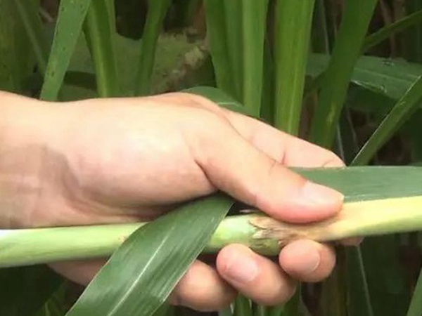 竹鼠粗粮—皇竹草种植方法与播种技术