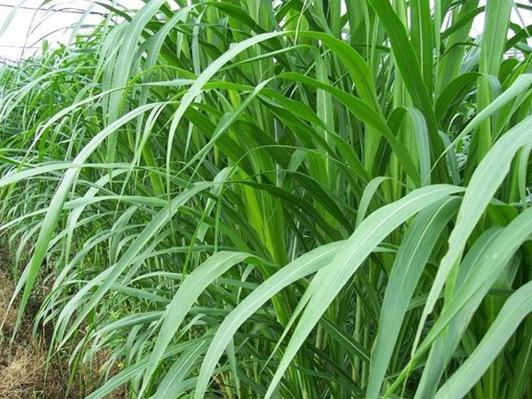 新型皇竹草牧草种植技术与栽培方法