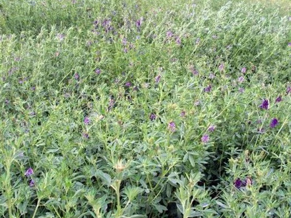 紫花苜蓿的种植技术与田间管理