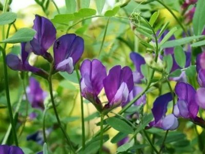播种紫花苜蓿种子一亩地可以养几只羊?