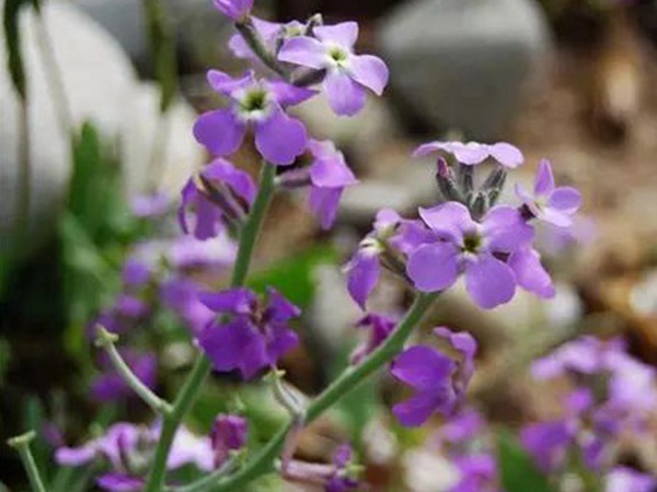 紫花苜蓿 耐盐之星 高品质牧草品种 绿宝园林