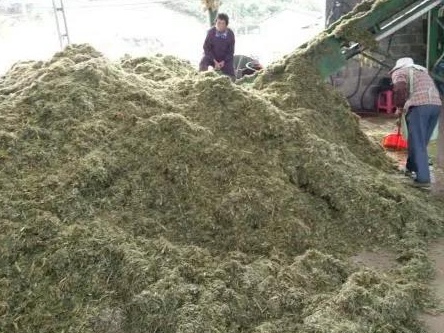 新型皇竹草牧草两种发酵方法——发酵生物饲料与青贮饲料