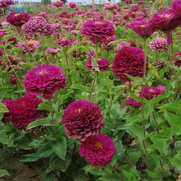 <a href='https://www.lvbad.com/caohuazhongzi/1020.html' target='_blank'>百日草种子</a>发芽出苗开花图片