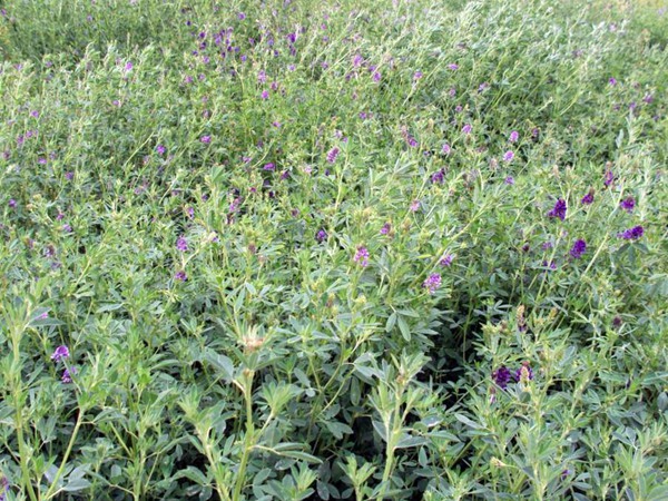 紫花苜蓿产地和栽培以及植物介绍
