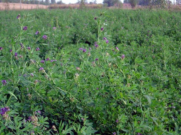 紫花苜蓿产地和栽培以及植物介绍