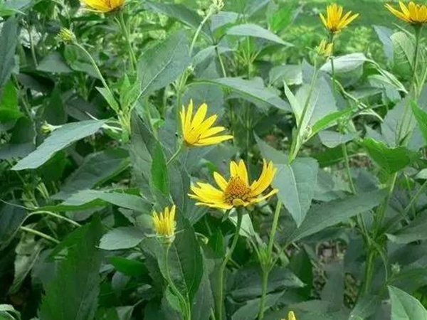 高产量优质牧草<a href='https://www.lvbad.com/' target='_blank'>种子</a>---<a href='https://www.lvbad.com/mucaozhongzi/7.html' target='_blank'>串叶松香草</a>