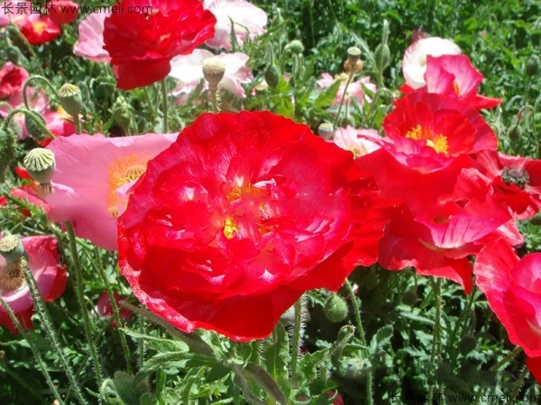 <a href='https://www.lvbad.com/caohuazhongzi/161.html' target='_blank'>虞美人</a>开花图片花海