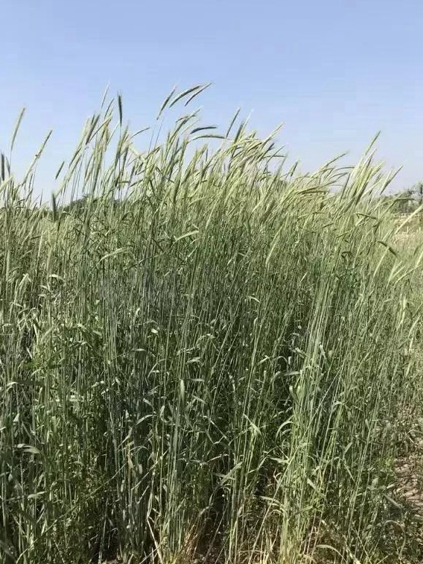 黑麦草种子—冬牧70牧草种子管理方法