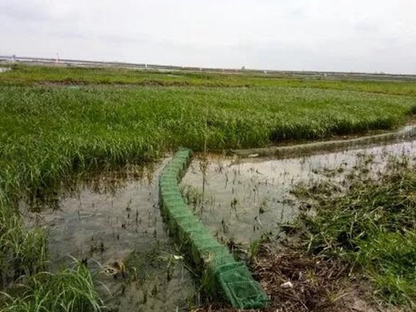 小米草种植方案需要哪几个步骤