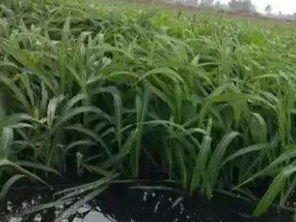 小米草优势——耐寒耐高温，小米草最适宜的温度