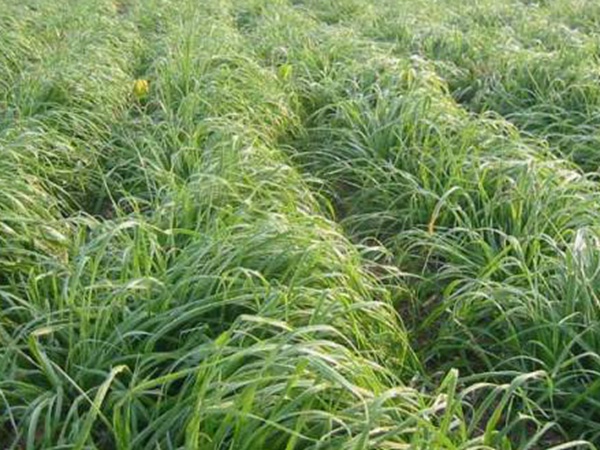 一年生黑麦草牧草种子适应性强，易种植、产量高