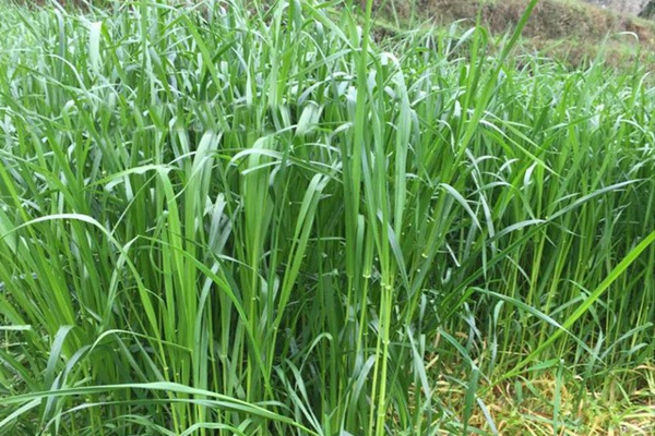 一年生黑麦草牧草种子适应性强，易种植、产量高