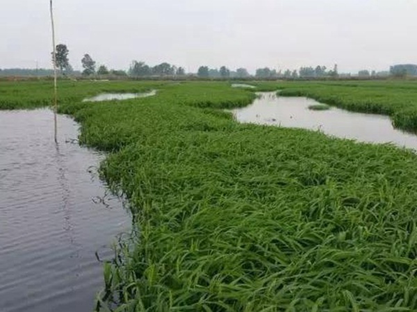 小米草怎么样才能提高小龙虾养殖效益？小米草种植怎么管理比较合适？