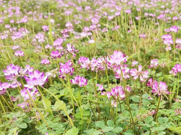 “草籽花”紫云英——满满的美好回忆