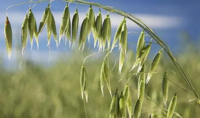 燕麦种子种植方法以及管理技术