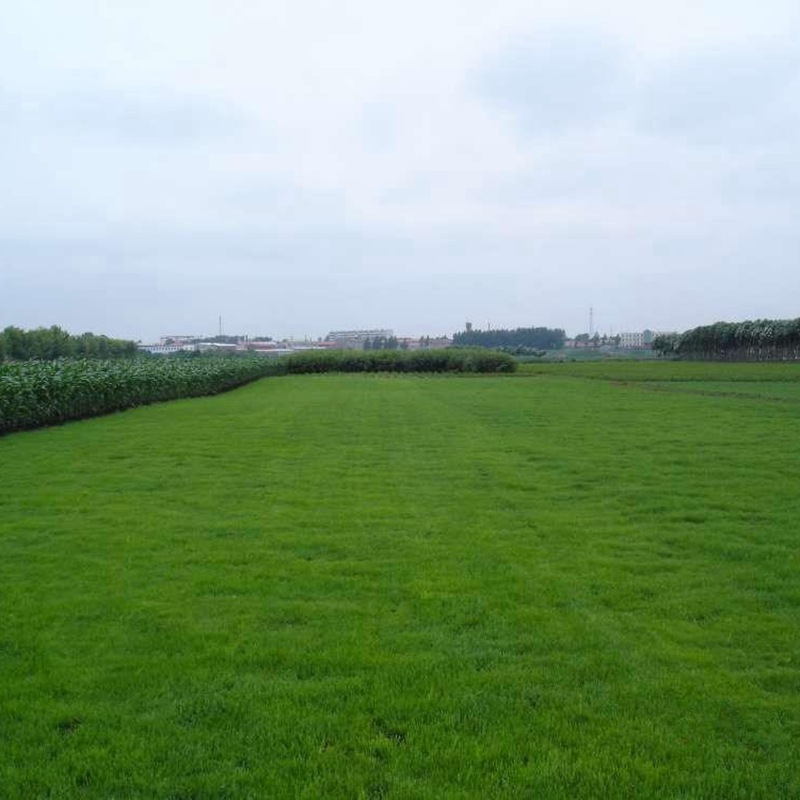 <a href='https://www.lvbad.com/caopingzhongzi/1666.html' target='_blank'>多年生黑麦草</a>栽培技术与管理方法