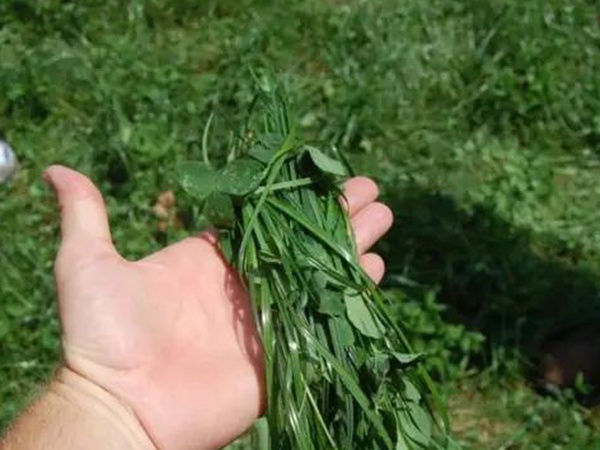 一年生黑麦草种植技术在苜蓿种植中的应用