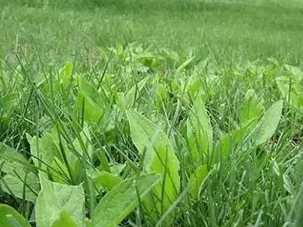 草坪养护 | 夏季管理管理技术要点与栽培方法