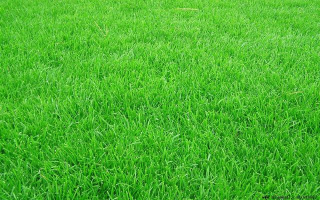 <a href='https://www.lvbad.com/caopingzhongzi/1666.html' target='_blank'>黑麦草</a>的适用范围有哪些