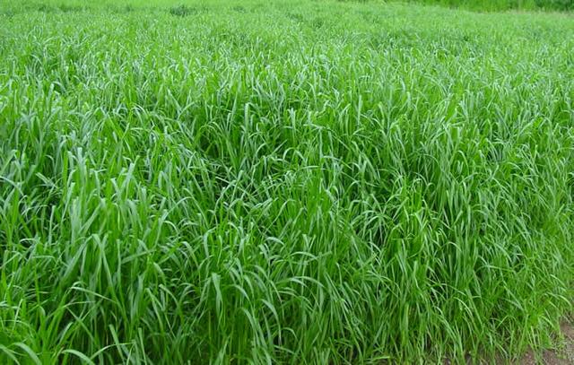 一年生黑麦草种植技术与播种方法