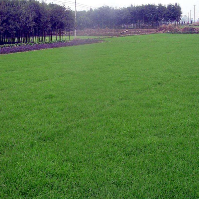 公路护坡常用草坪<a href='https://www.lvbad.com/' target='_blank'>种子</a>——<a href='https://www.lvbad.com/caopingzhongzi/1667.html' target='_blank'>高羊茅</a>