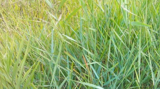 绿化草坪碱茅草的种植方法以及经济价值