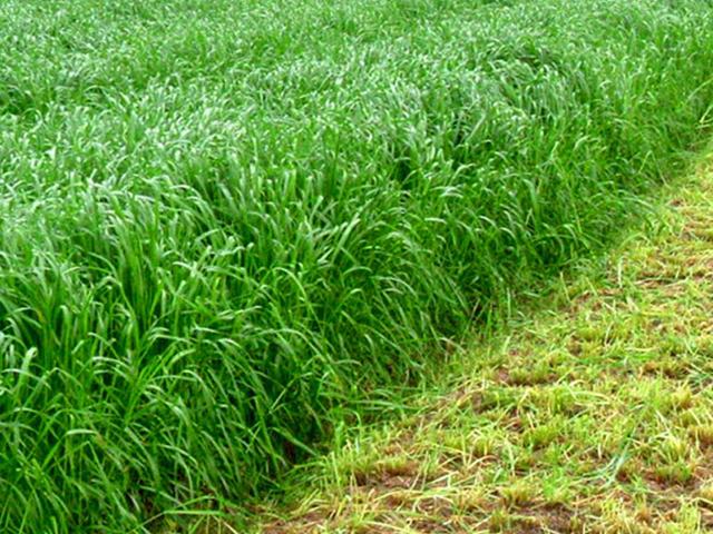 易种植的<a href='https://www.lvbad.com/caopingzhongzi/1666.html' target='_blank'>多年生黑麦草</a>种植方法详情