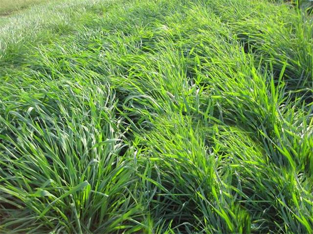 易种植的<a href='https://www.lvbad.com/caopingzhongzi/1666.html' target='_blank'>多年生黑麦草</a>种植方法详情