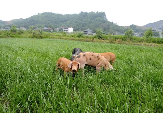 易种植的<a href='https://www.lvbad.com/caopingzhongzi/1666.html' target='_blank'>多年生黑麦草</a>种植方法详情
