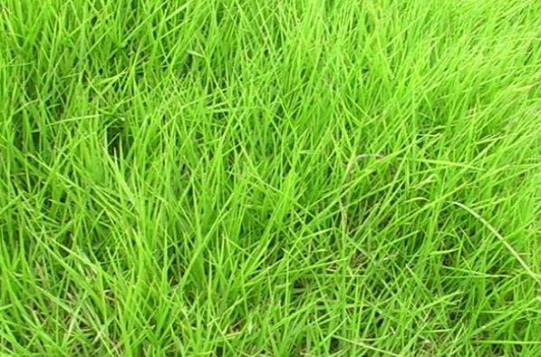 结缕草的功效与作用 结缕草的用途有哪些