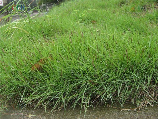<a href='https://www.lvbad.com/caopingzhongzi/1671.html' target='_blank'>结缕草</a>草坪草的经济价值及其种植管理技术