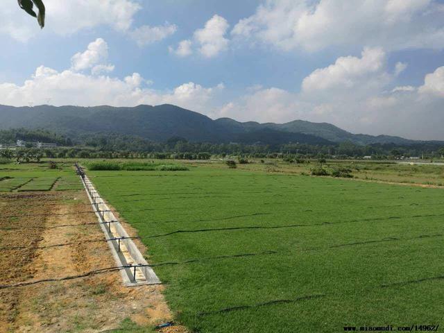<a href='https://www.lvbad.com/caopingzhongzi/1671.html' target='_blank'>结缕草</a>草坪草的经济价值及其种植管理技术