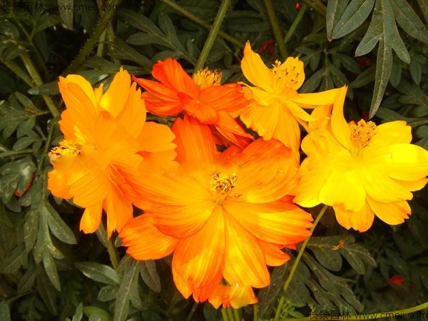 <a href='https://www.lvbad.com/caohuazhongzi/1583.html' target='_blank'>硫华菊种子</a>发芽出苗图片