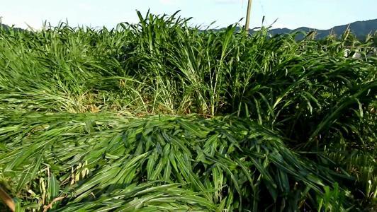 有一种草叫墨西哥玉米草，最适合农村养殖户种植