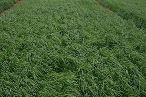 一年四季都能用来喂鱼的草有哪些