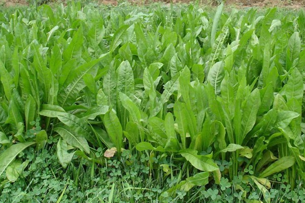 <a href='https://www.lvbad.com/mucaozhongzi/14254.html' target='_blank'>菊苣</a>