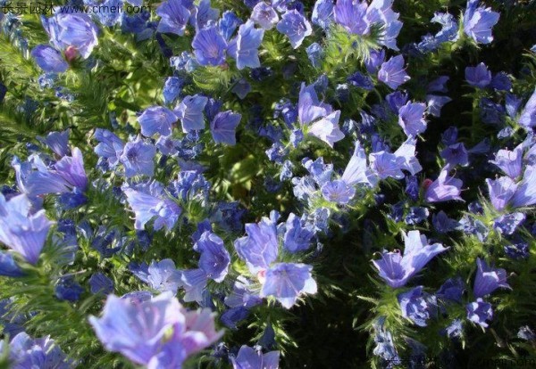 蓝蓟种子发芽出苗开花图片