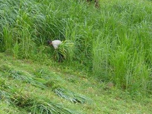 高羊茅